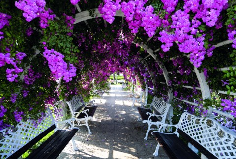 Tuinposter doorkijk paarse bloemen