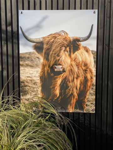 Tuinposter schotse hooglander