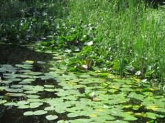 Woonruimte te huur Groningen