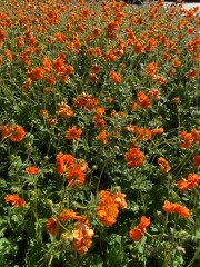 Kwekerij de Beeksterhof is op koningsdag van 9.00 tot 16.30 geopend