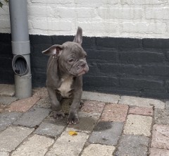 Twee blauwe Franse Bulldog pups 💙