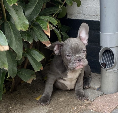 Twee blauwe Franse Bulldog pups 💙