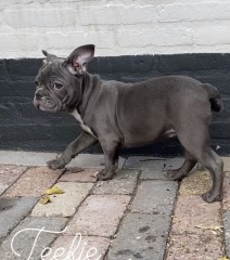 Twee blauwe Franse Bulldog pups 💙