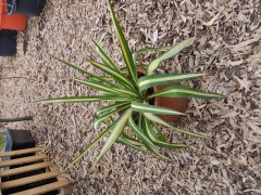 Yucca 2 soorten Gloriosa en Color Guard