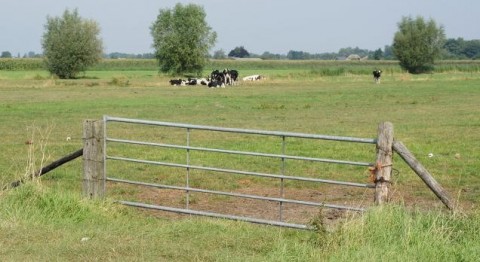 Landhekken kopen bij Hardeman Bouwproducten