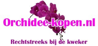 Orchidee kopen 