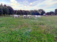 Een gerenoveerde boerderij op een grote kavel voor niet te duur