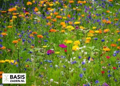 Groentezaden  bloemzaden  kruidenzaden