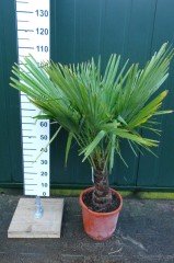 Palmbomen - trachycarpus fortunei