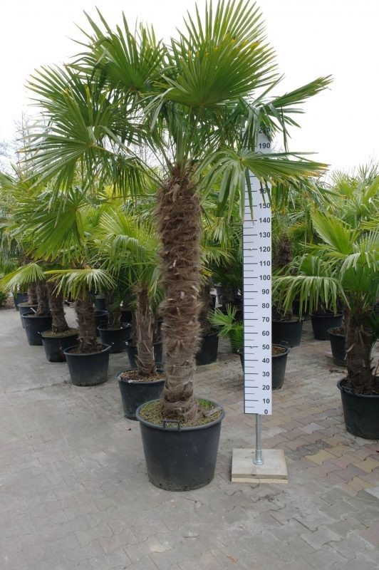 Palmbomen - trachycarpus fortunei