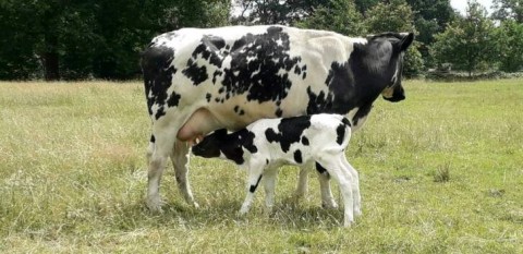 Langere termijn te huur huurkoop boerderij gezocht